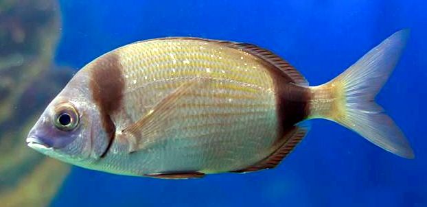 Diplodus vulgaris_07.jpg
